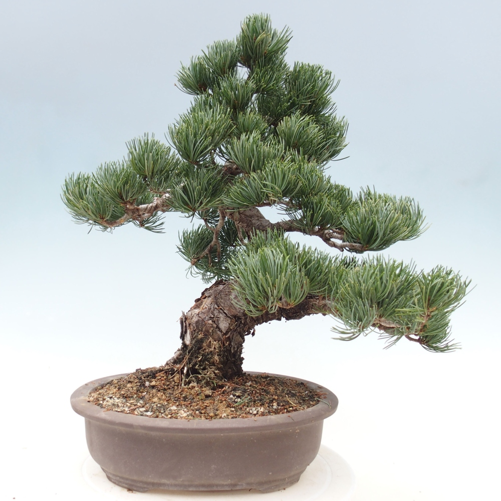 Outdoor bonsai - Pinus parviflora - Small pine tree