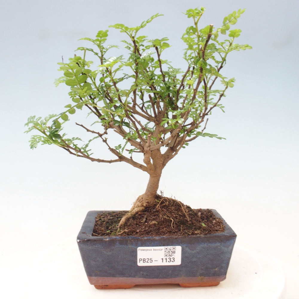 Indoor bonsai - Zantoxylum piperitum - Peppermint