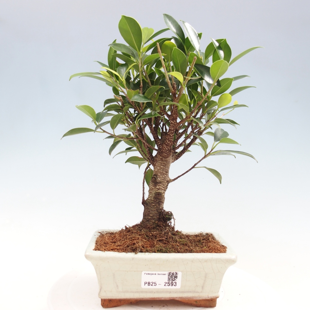 Indoor bonsai - Ficus retusa - small-leaved ficus