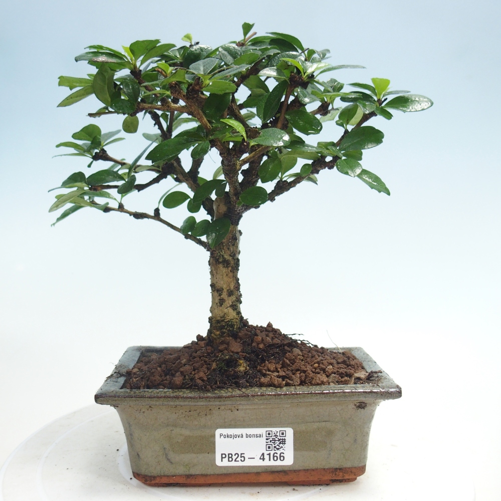Room bonsai - Carmona macrophylla - Tea fuki