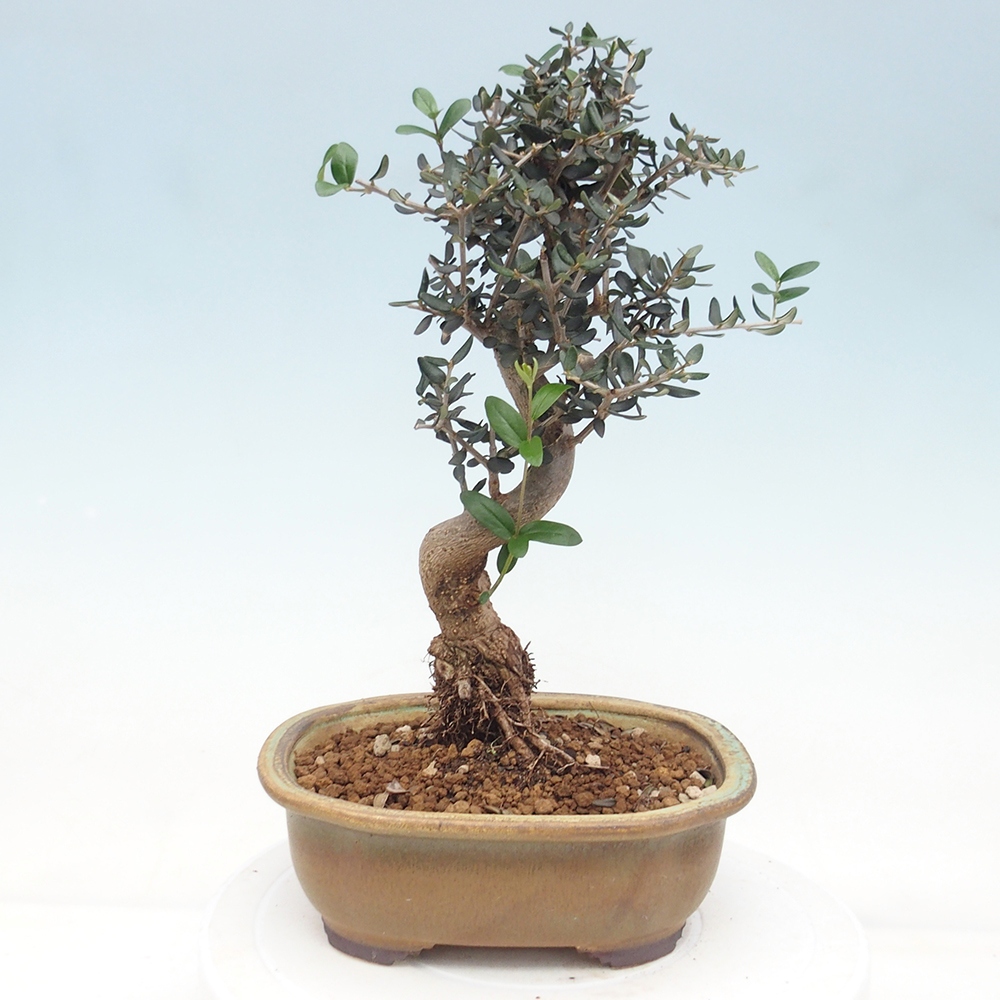 Indoor bonsai - Olea europaea sylvestris
