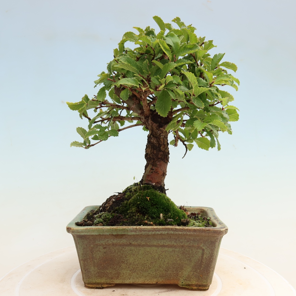 Outdoor bonsai - Zelkova - Zelkova NIRE