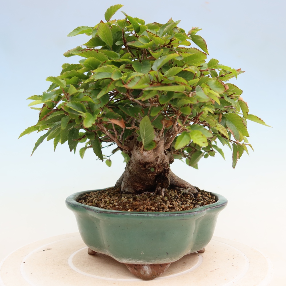 Outdoor bonsai -Carpinus coreana - Korean Hornbeam