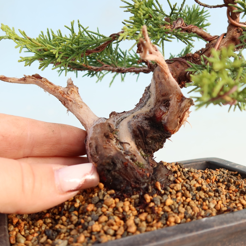 Outdoor bonsai - Juniperus chinensis Itoigawa - Chinese juniper