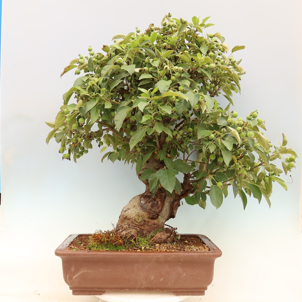 Outdoor bonsai - Malus halliana - Small-fruited apple tree