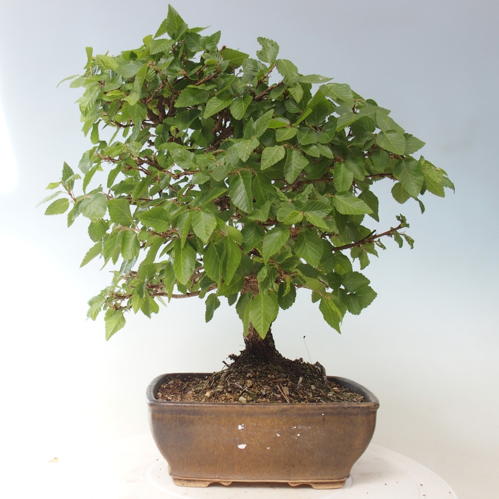 Outdoor bonsai -Carpinus CARPINOIDES - Korean Hornbeam
