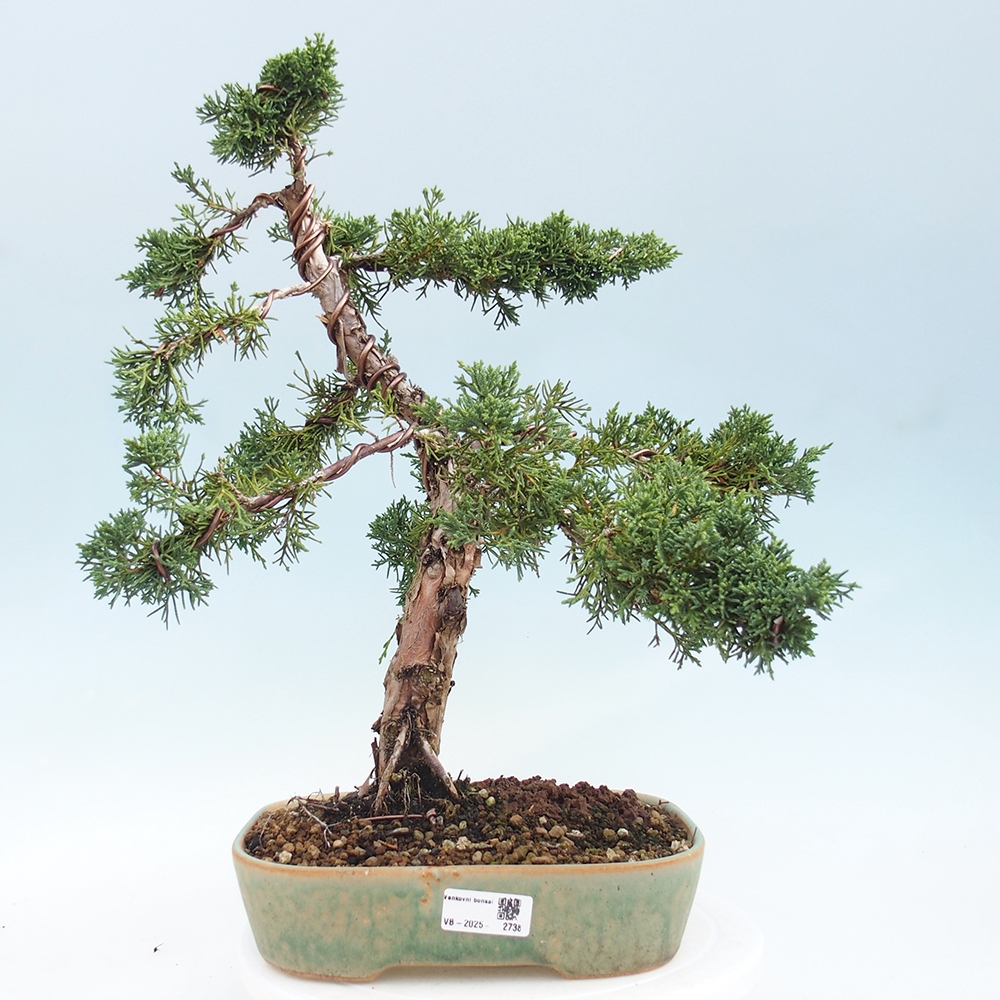 Outdoor bonsai - Juniperus chinensis Kishu - Chinese juniper
