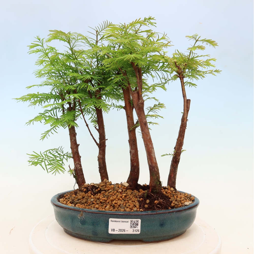 Outdoor Bonsai - Metasequoia glyptostroboides - Chinese Metasequoia - Grove