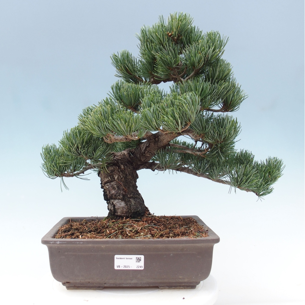 Outdoor bonsai - Pinus parviflora - Small pine tree