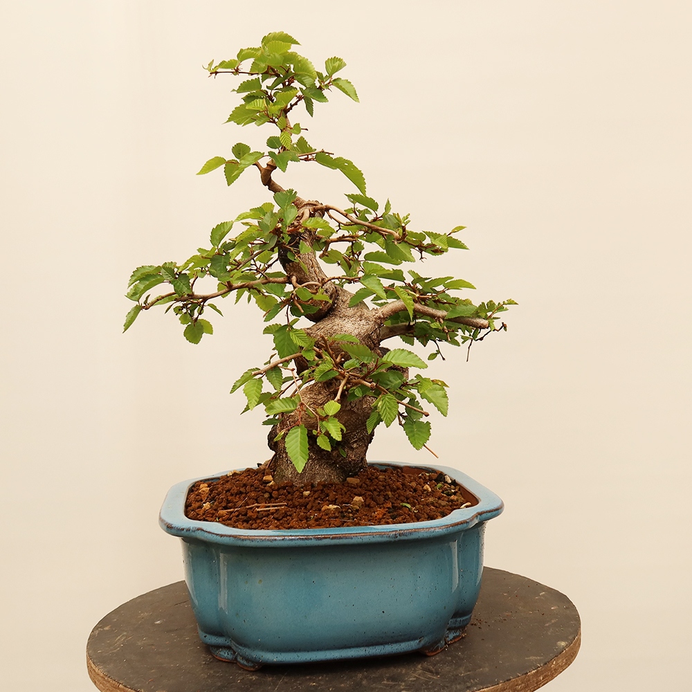 Outdoor bonsai - Carpinus Coreana - Korean hornbeam