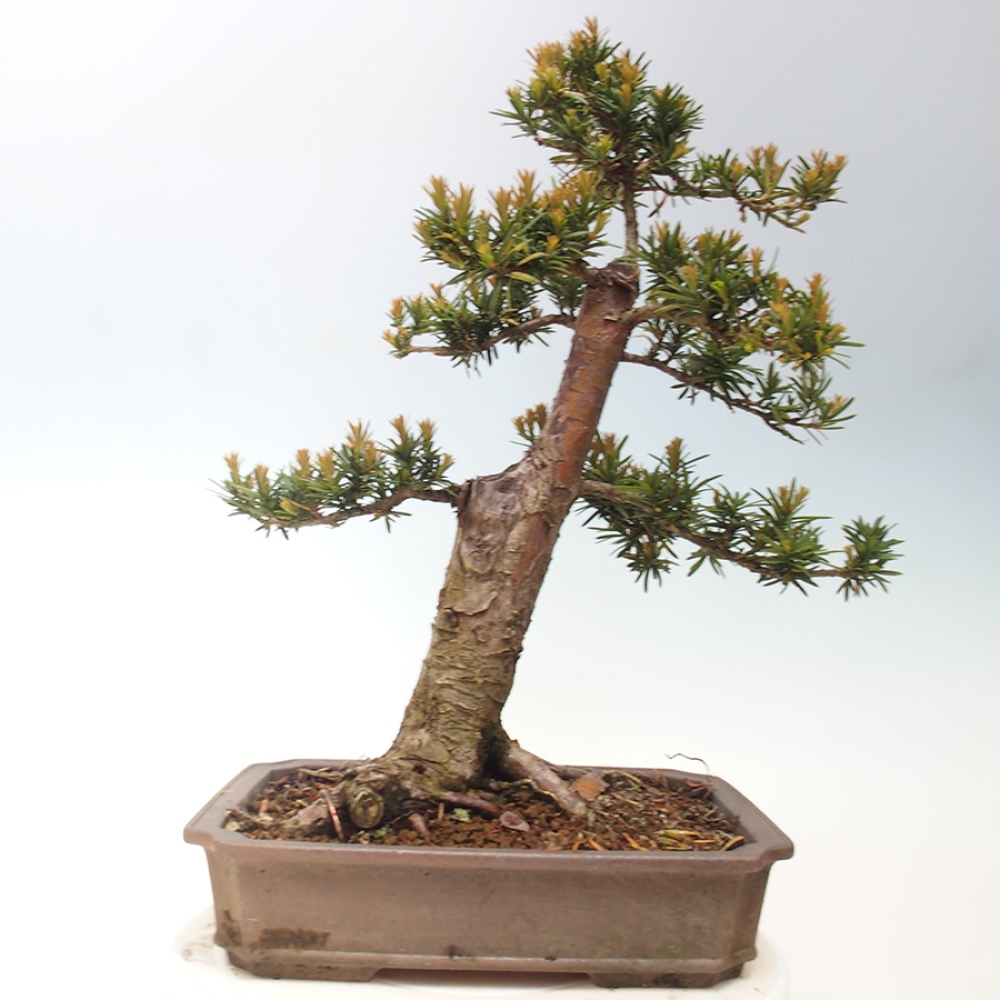 Outdoor bonsai - Taxus cuspidata - Japanese yew