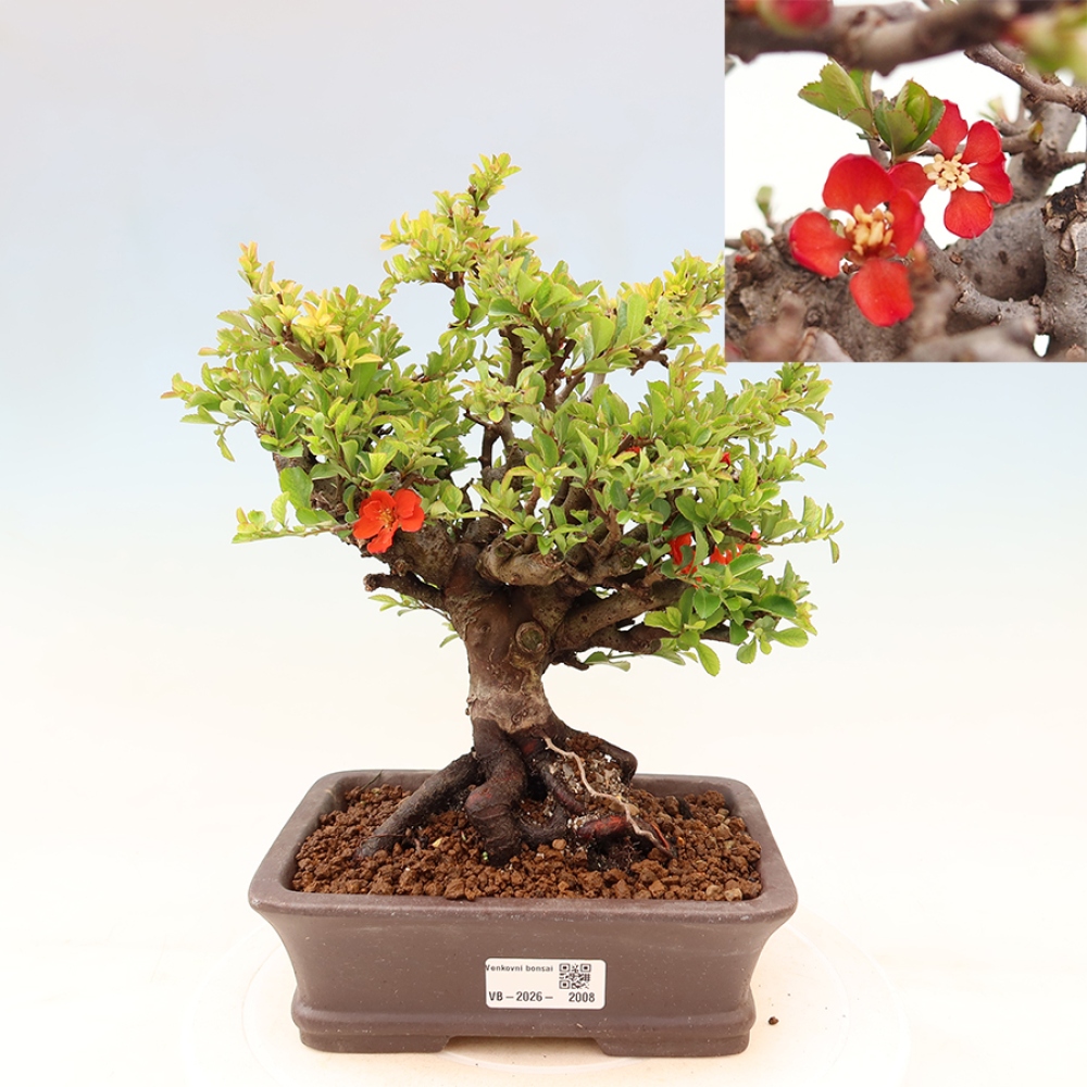Outdoor bonsai - Chaneomeles speciosa Chojubai