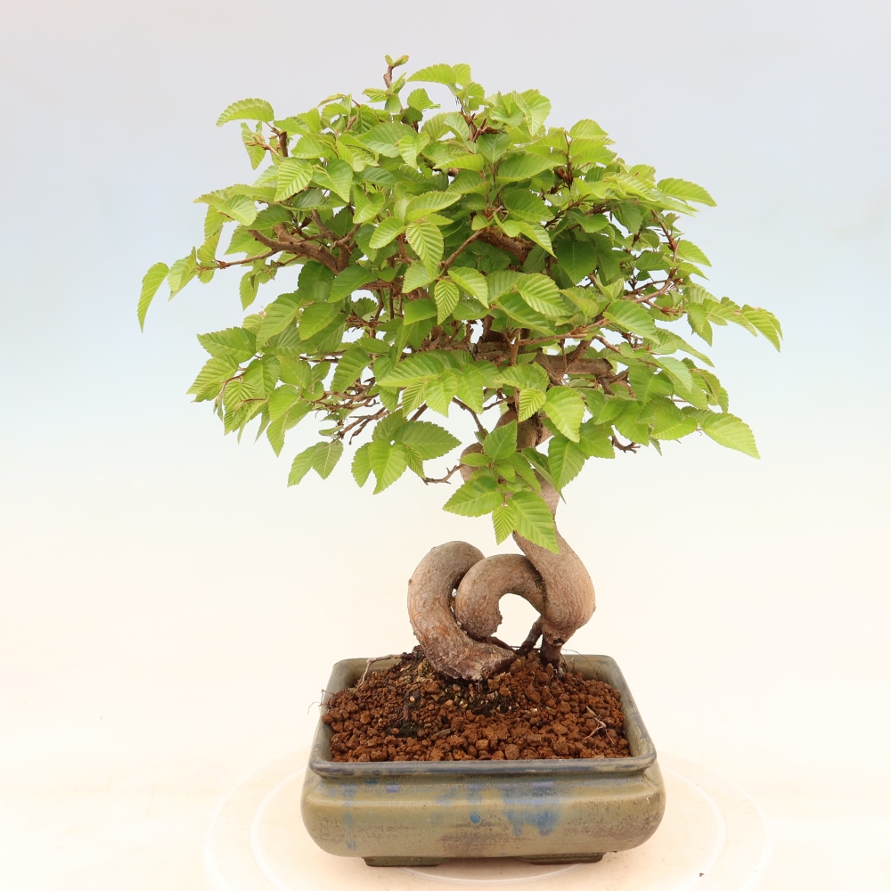 Outdoor bonsai -Carpinus coreana - Korean Hornbeam