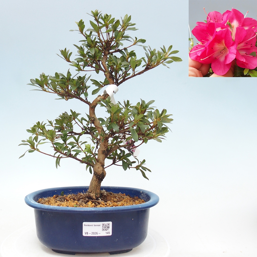 Outdoor bonsai - Japanese Azalea - Azalea Reiko