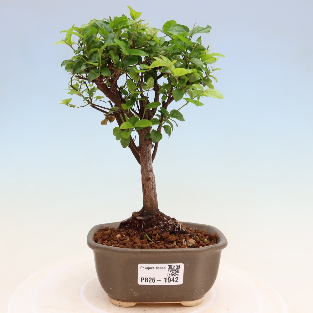 Room bonsai - Sageretia thea - Sageretia thea