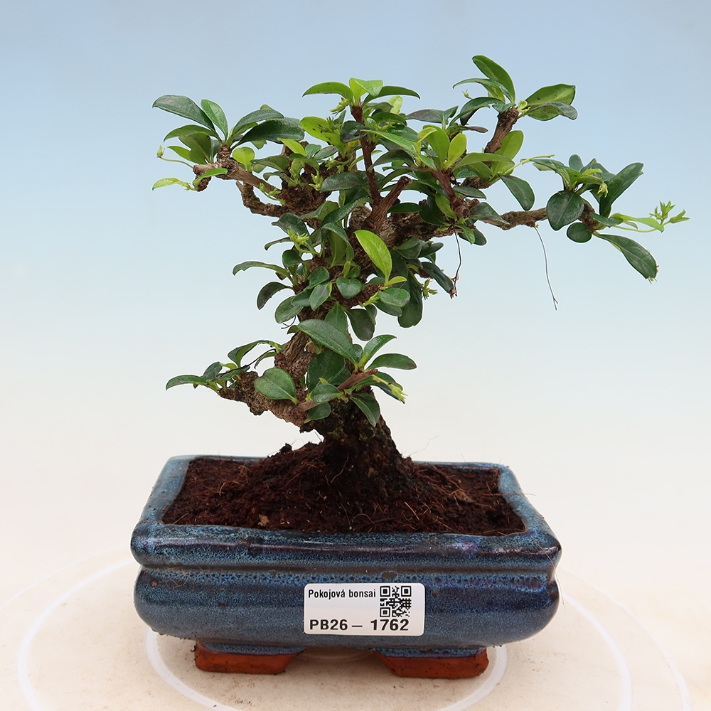 Room bonsai - Carmona macrophylla - Tea fuki