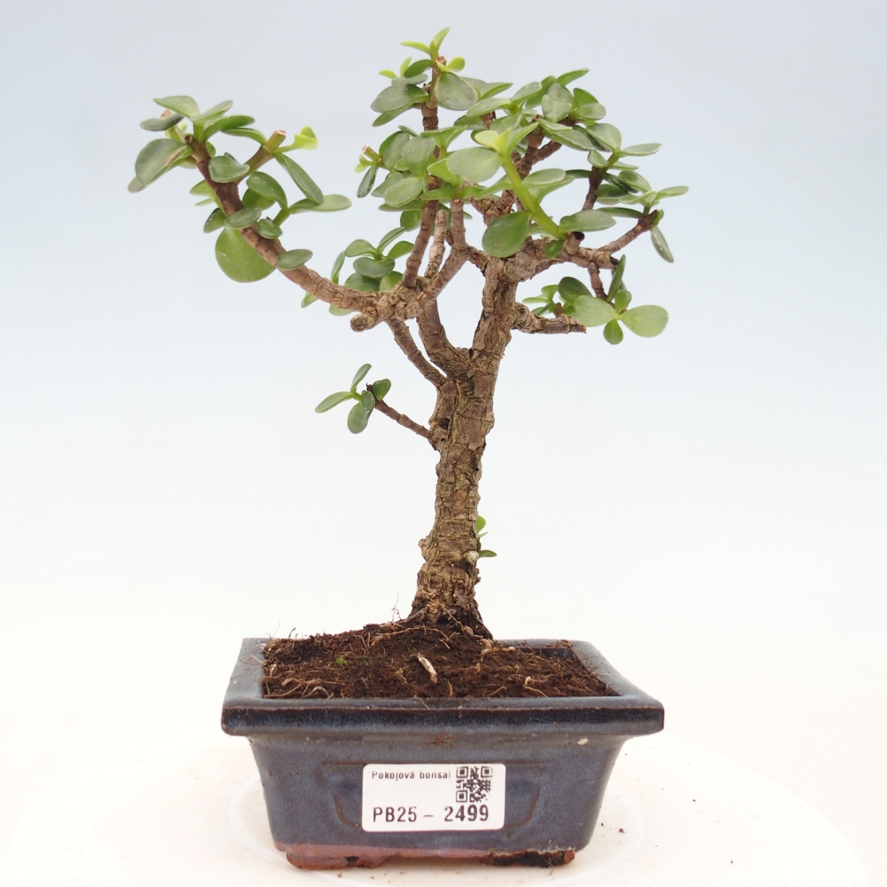 Indoor bonsai - Portulakaria Afra - Tlustice