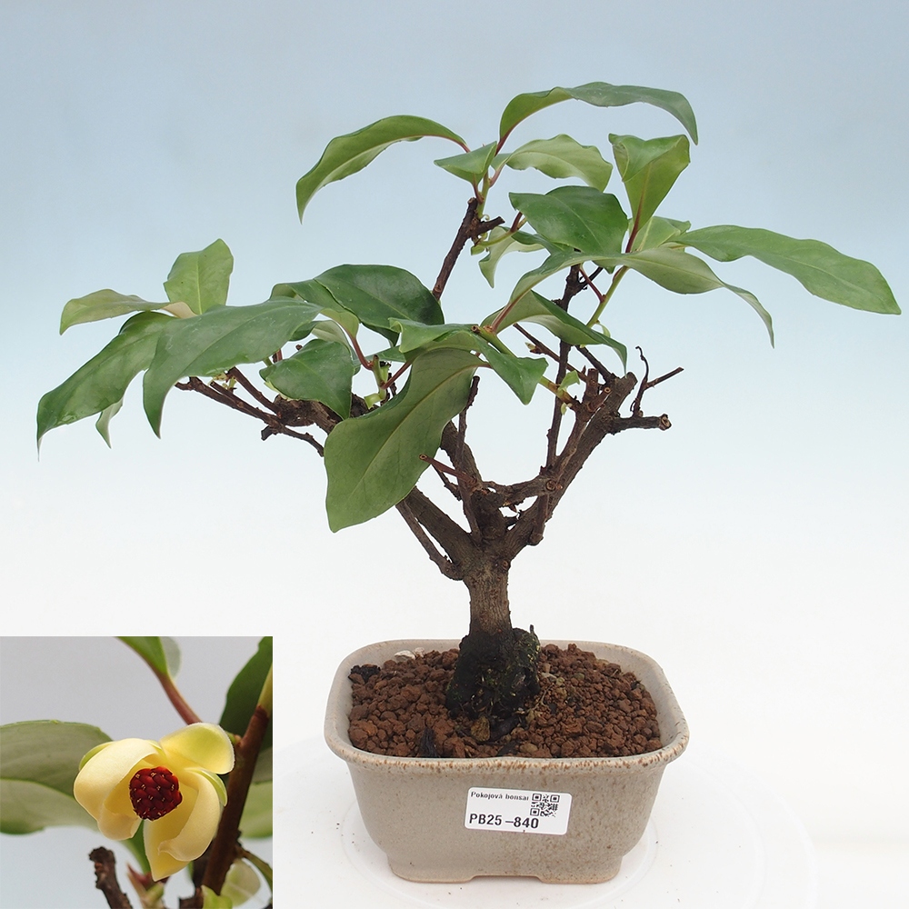 Indoor bonsai -Kadsura japonica 