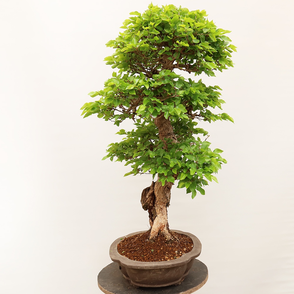 Outdoor bonsai - Carpinus Coreana - Korean hornbeam