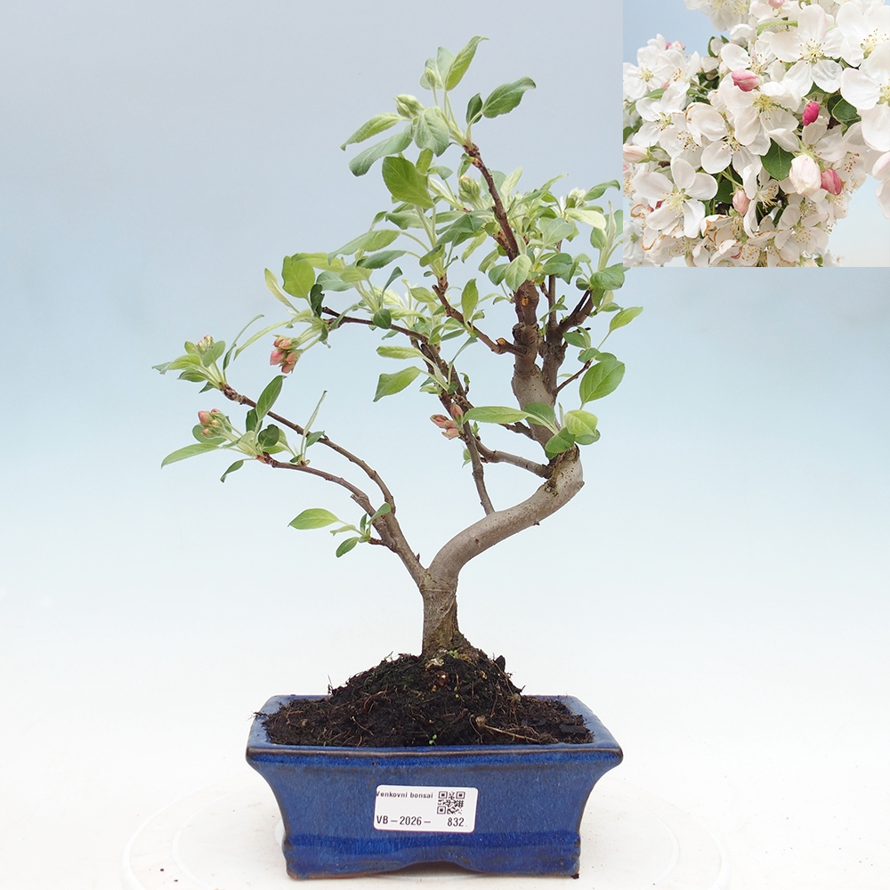 Outdoor bonsai -Malus halliana - Small-fruited apple tree
