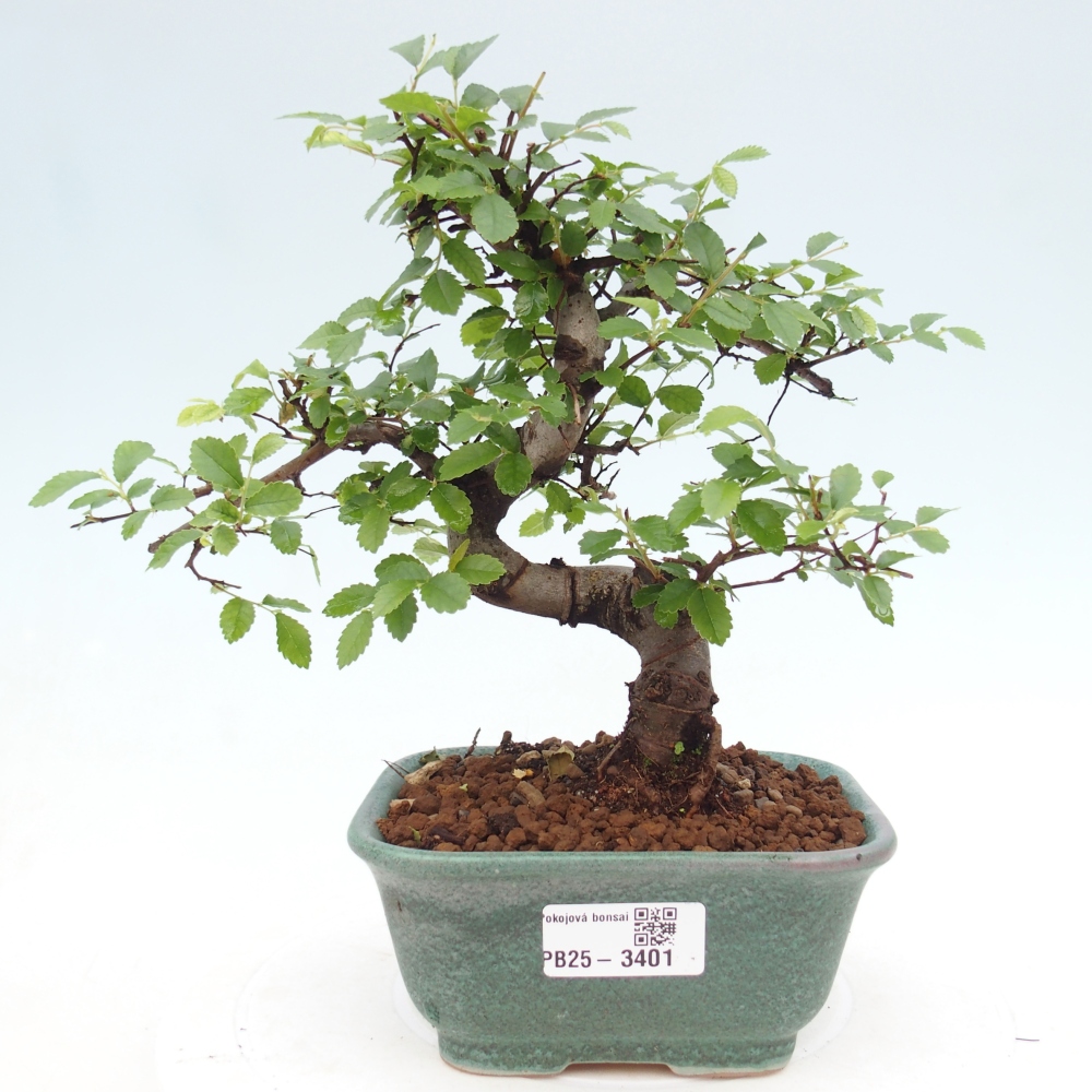 Room bonsai - Ulmus parvifolia - Small-leaved elm