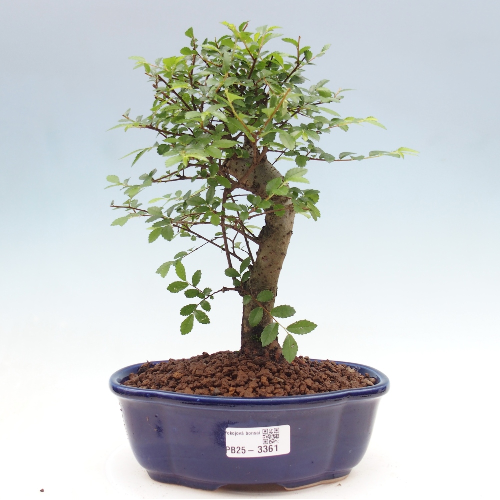Room bonsai - Ulmus parvifolia - Small-leaved elm