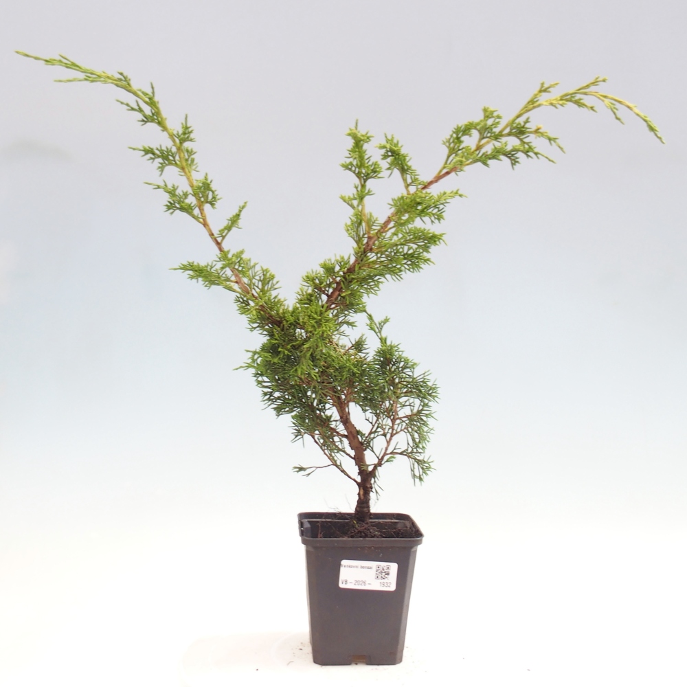 Outdoor bonsai - Juniperus chinensis Itoigawa