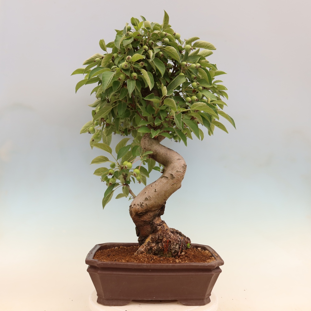 Outdoor bonsai -Malus halliana - Small-fruited apple tree