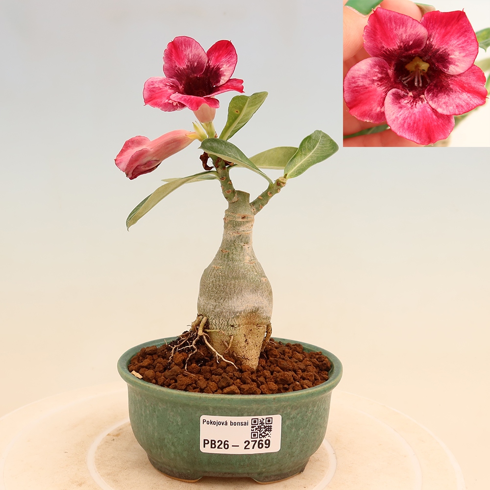 Indoor Bonsai - Grafted Adenium obesum 
