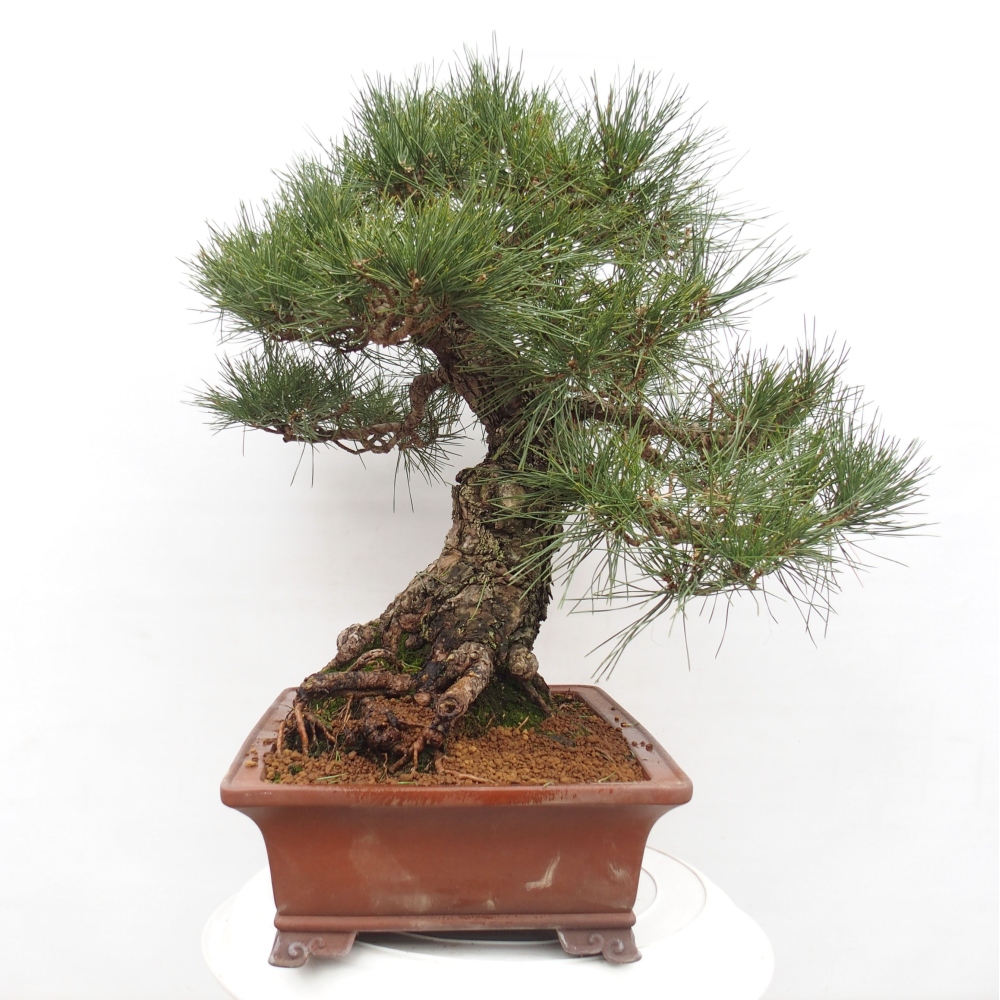 Outdoor bonsai - Pinus thunbergii - Thunberg pine