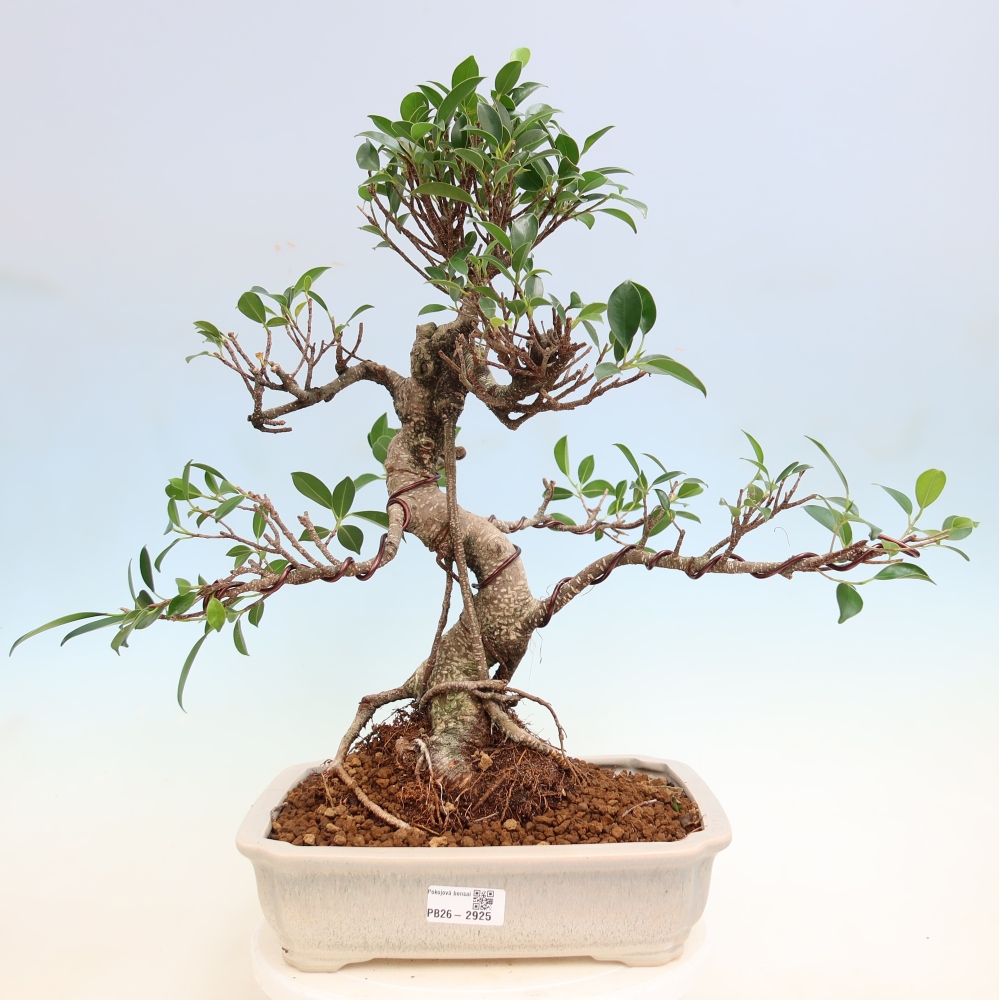 Room bonsai - Ficus kimmen - small-leaved ficus