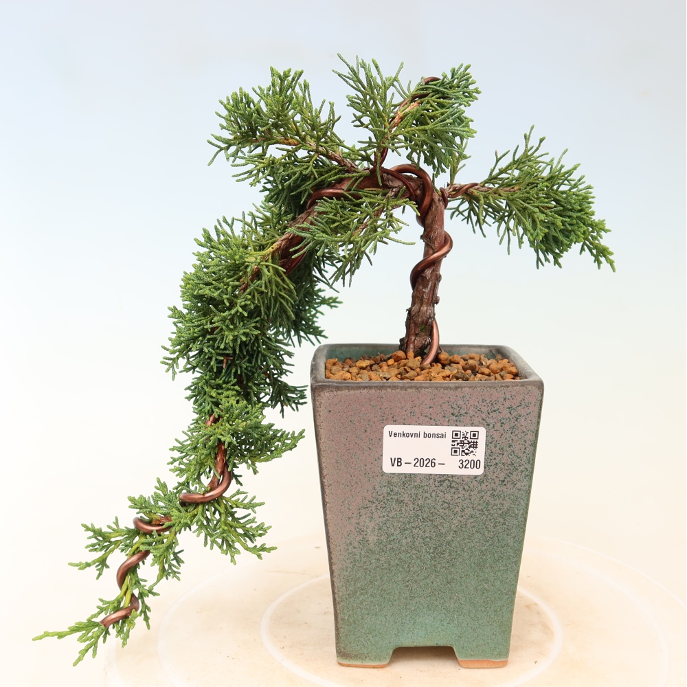 Outdoor bonsai - Juniperus chinensis Kishu
