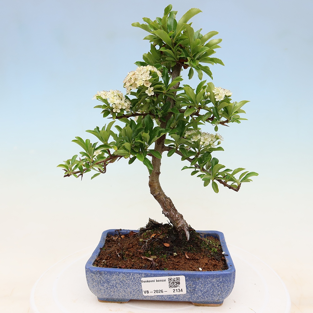 Outdoor Bonsai - Pyracantha teton - Scarlet Firethorn