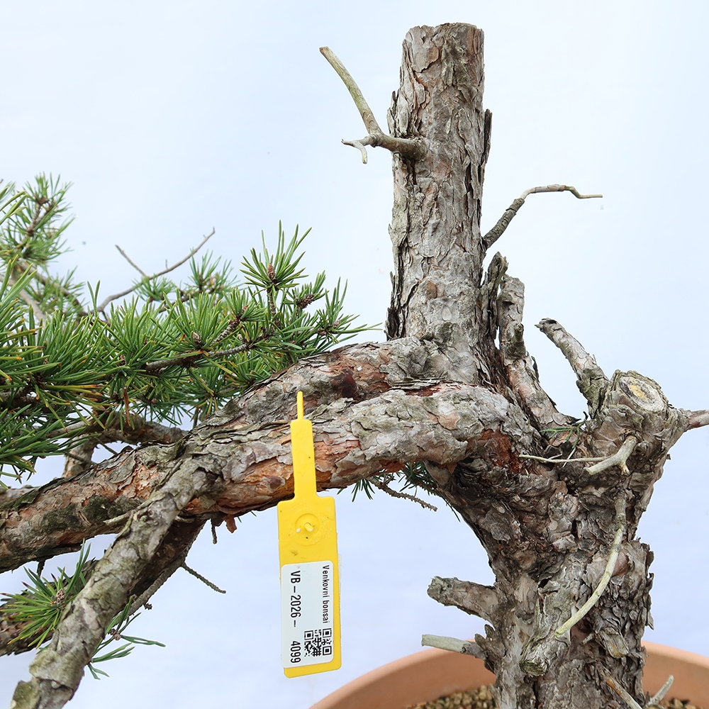 Pinus sylvestris Spain - Scots pine