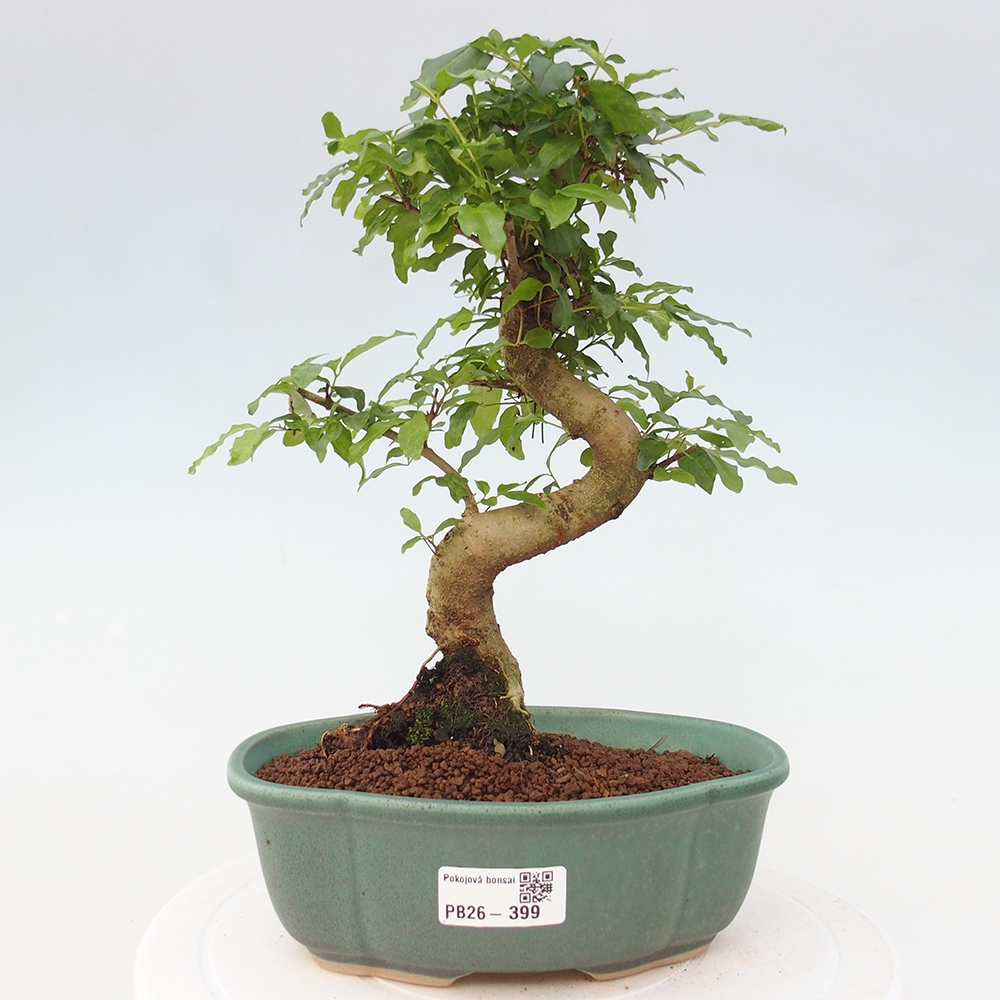 Room bonsai -Ligustrum chinensis - Birds Beak