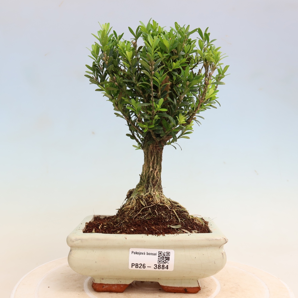 Room bonsai - Buxus harlandii - cork buxus