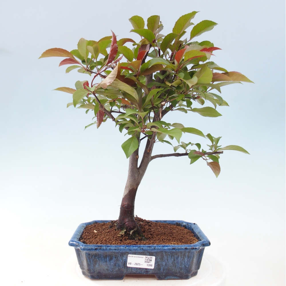 Outdoor bonsai - Malus domestica - Small-fruited red-leaved apple tree