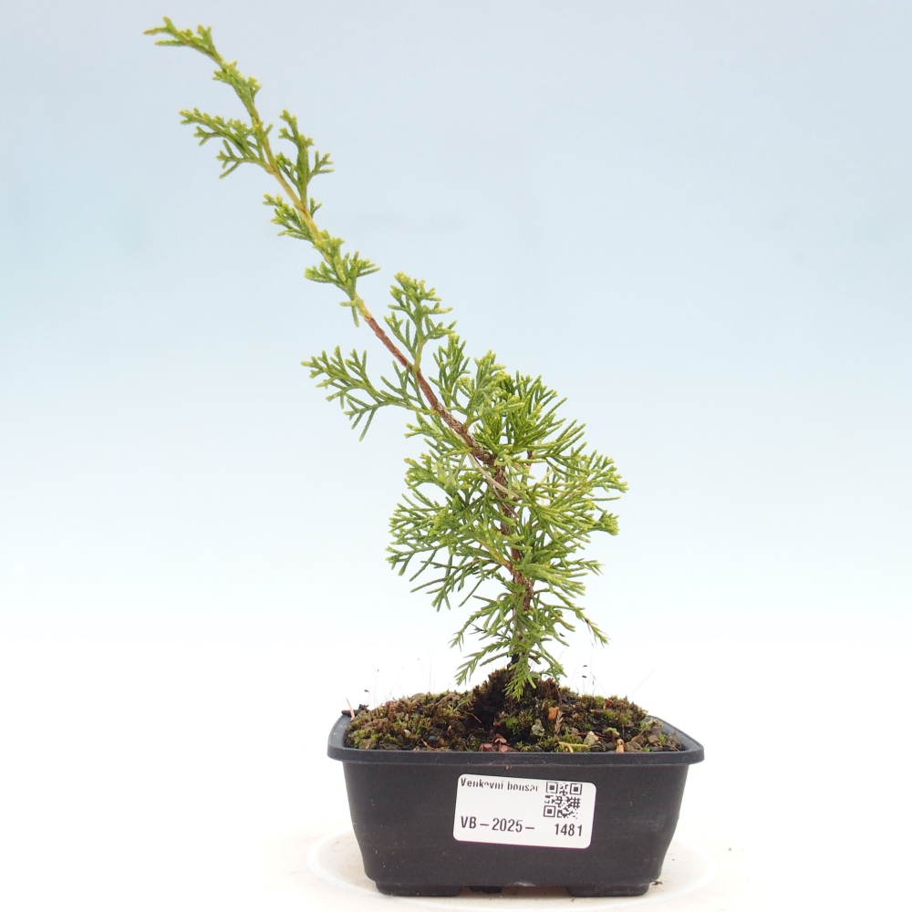 Outdoor bonsai - Juniperus chinensis Itoigawa - Chinese juniper
