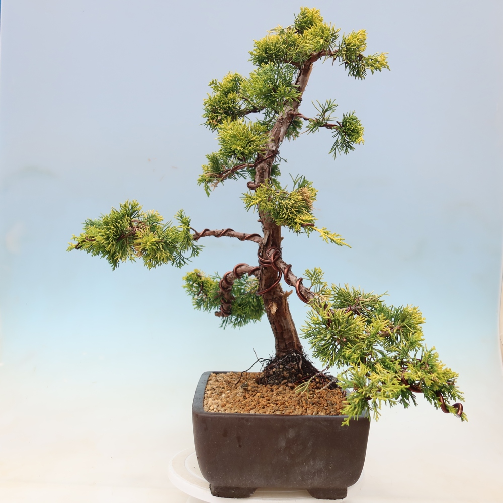 Outdoor Bonsai - Juniperus chinensis 'aurea' - Golden Chinese Juniper