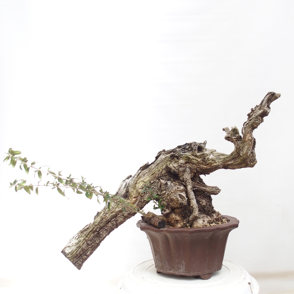 Indoor bonsai - Olea europaea sylvestris - European small-leaved olive oil