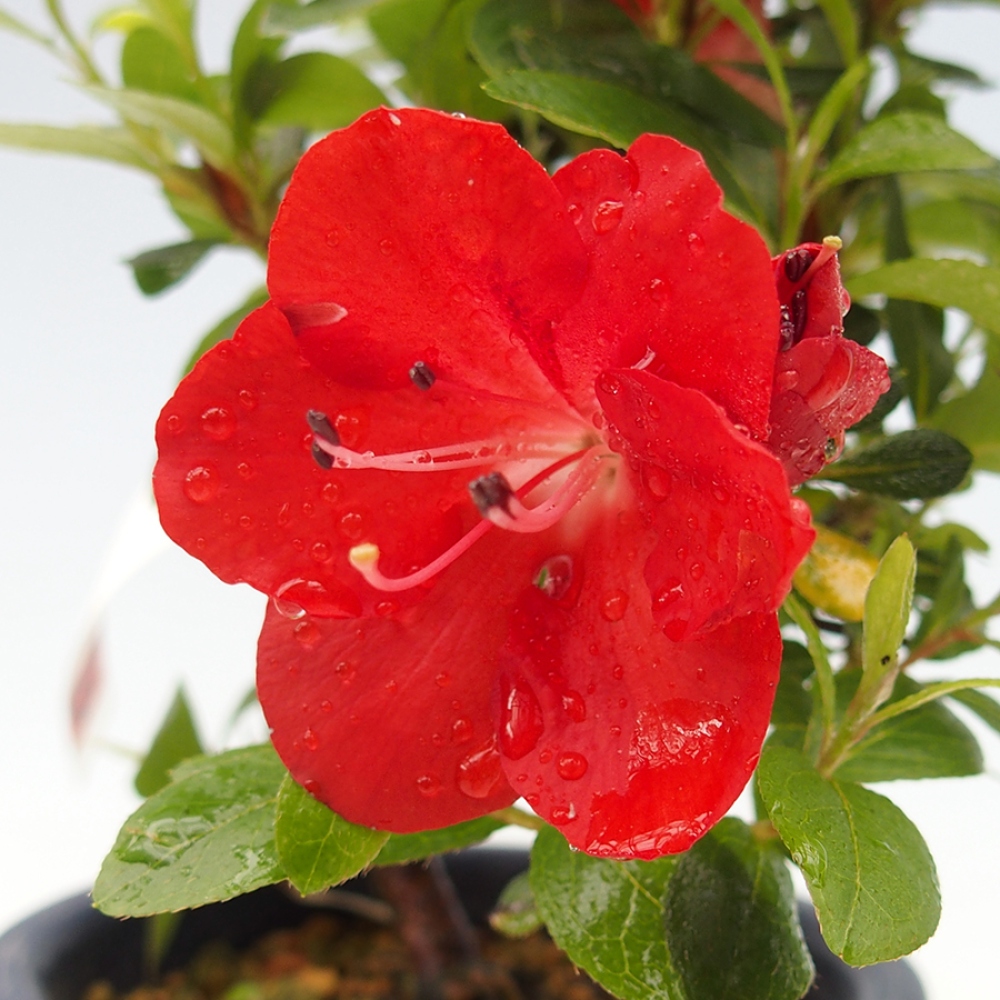 Outdoor bonsai - Japanese azalea - Azalea Benibeni