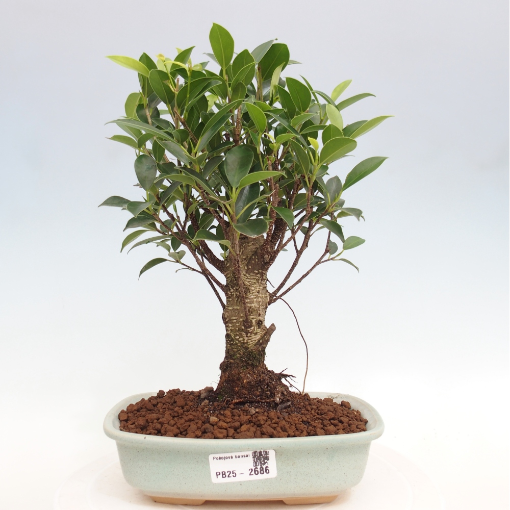 Indoor bonsai - Ficus retusa - small ficus