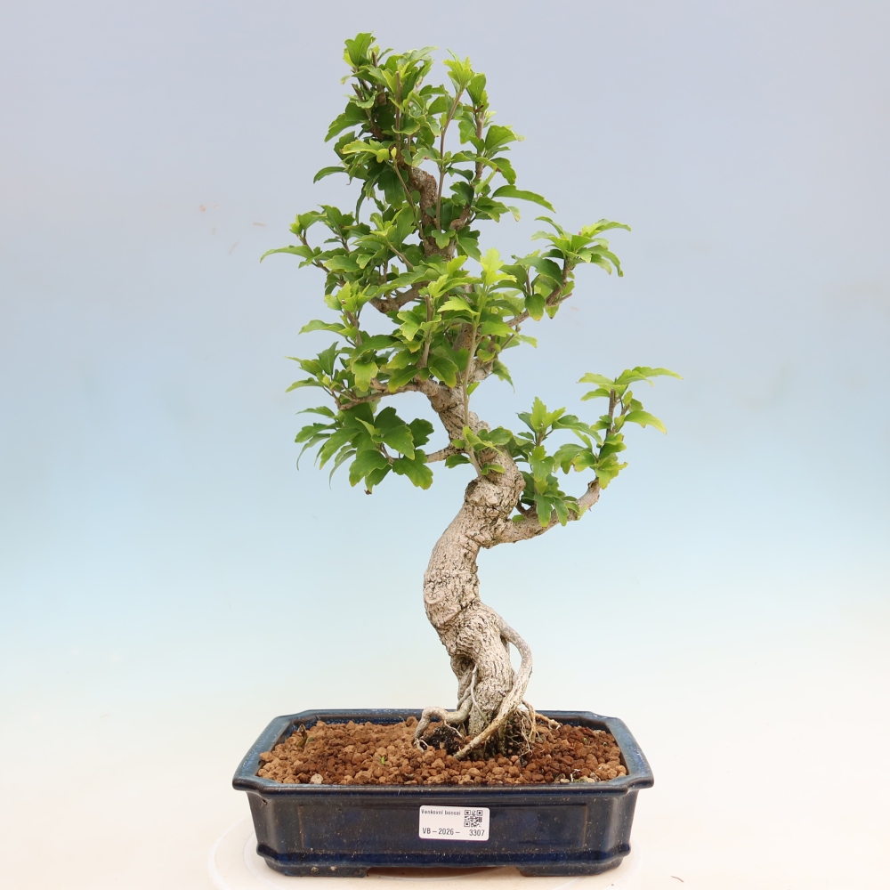 Outdoor Bonsai - Hibiscus syriacus - Syrian Hibiscus