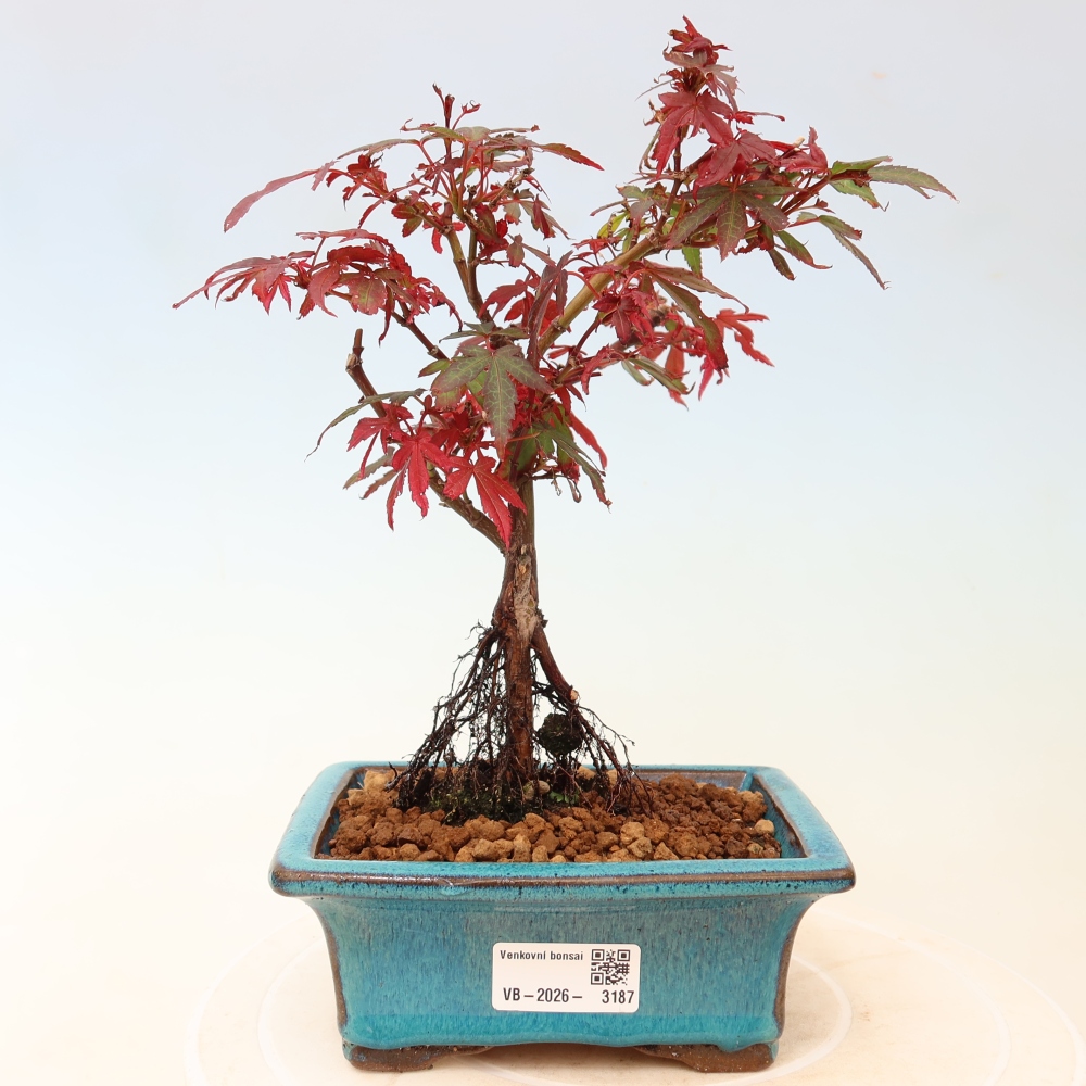 Outdoor Bonsai - Japanese Maple - Acer palmatum 'Berry Broom' 