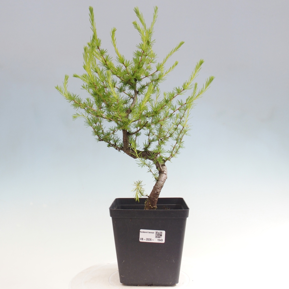 Outdoor bonsai -Larix decidua - Larch
