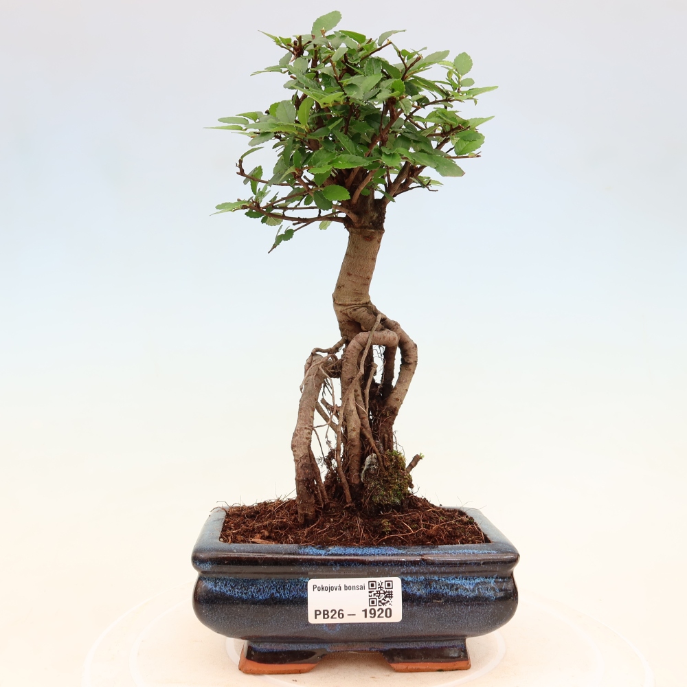 Room bonsai - Ulmus parvifolia - Small-leaved elm