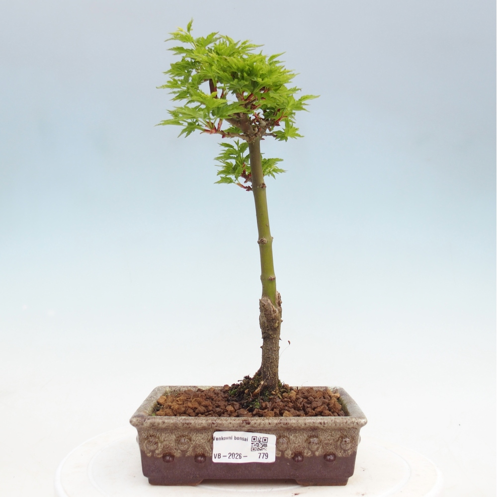 Outdoor bonsai -Javor palm Acer palmatum Shishigashira