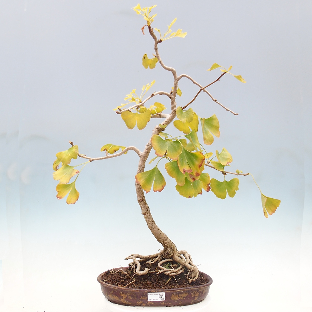 Outdoor bonsai - Ginkgo biloba