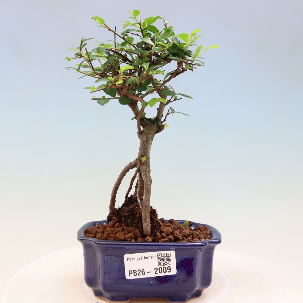 Room bonsai - Ulmus parvifolia - Small-leaved elm