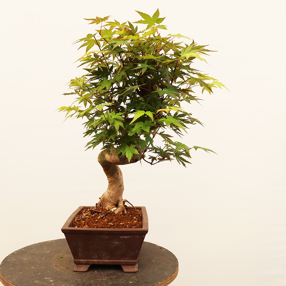 Outdoor bonsai - Maple palmatum - Palms